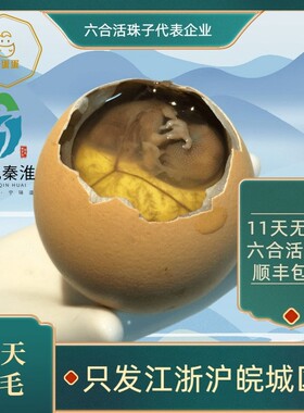 【壹蛋蛋】11天南京六合活珠子鸡胚蛋凤凰蛋活的新鲜生的100枚