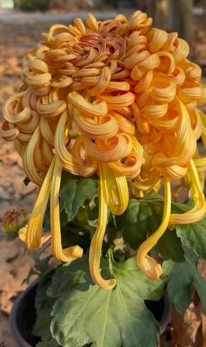 九月菊花开龙茜宫貂蝉拜月菊花