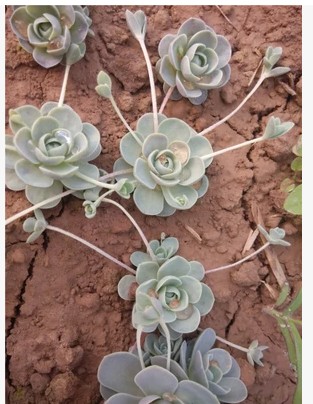 多肉植物 肉肉植物  子持莲华 植物盆栽 办公室绿植 盆景花苗