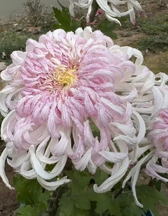 鹅毛粉黛菊花盆栽苗，清棚价格，品种对版放心购买，原盆原土发货