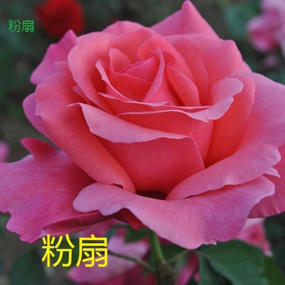 粉扇月季花盆栽植物，大花品种月季，灌木月季品种，阳台庭院栽种