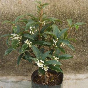 庭院盆栽花卉植物-桂花苗-芳香绿植-日香桂-桂花树-四季桂树苗