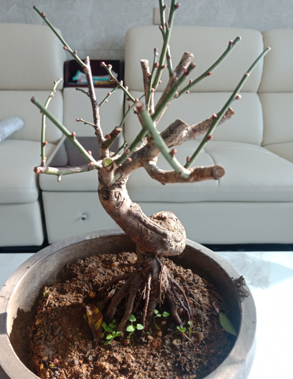 鲜花绿植树苗花卉红梅盆景 腊梅盆景 树桩造型盆景一物一拍