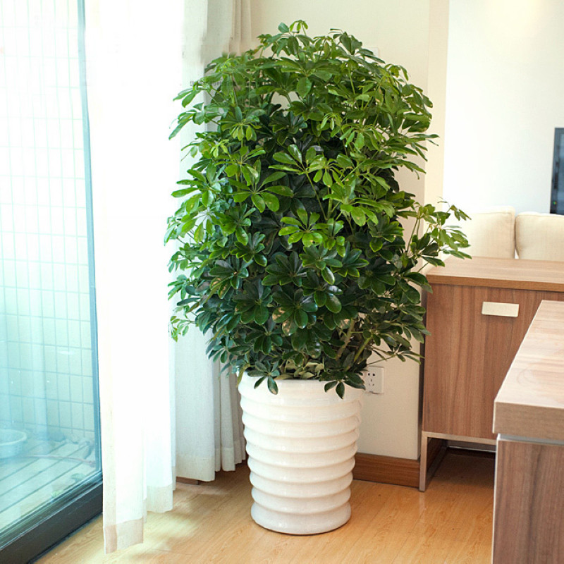 室内客厅中等以上常绿绿植盆栽，