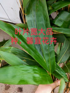 箬竹根粽叶苗竹叶苗箬竹叶苗粽子叶苗野生包粽子叶苗带泥发货盆栽