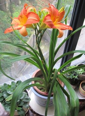 庭院地被植物金娃娃萱草红宝石