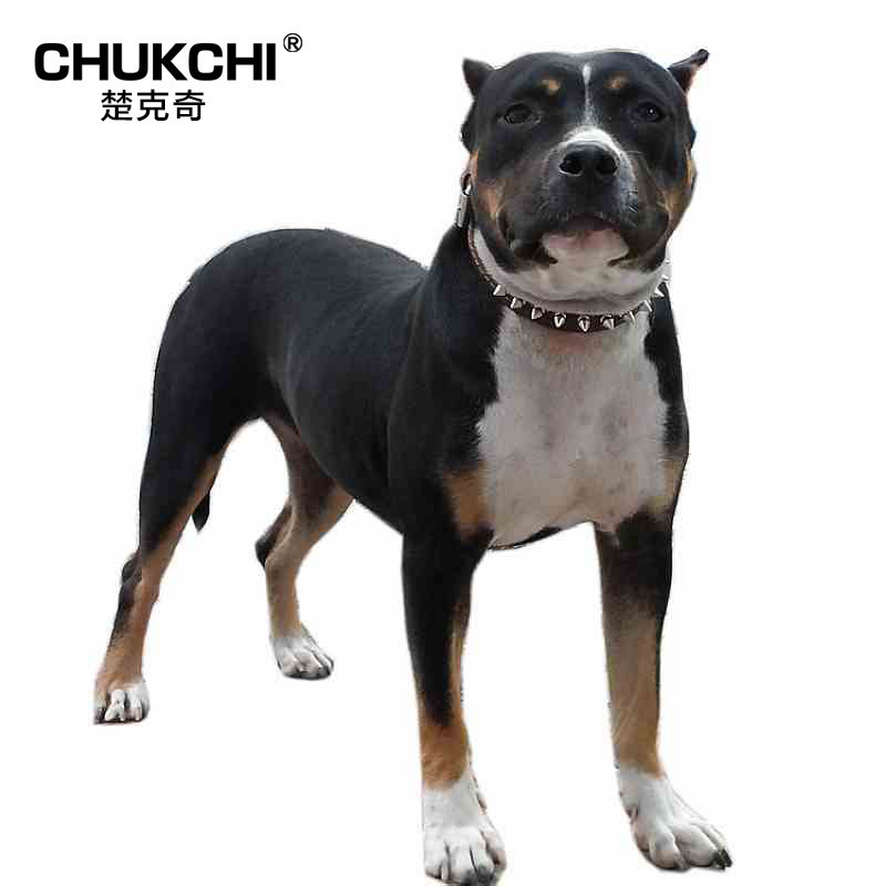 CHUKCHI楚克奇中大型犬牛皮狗项圈小牛皮手感好宠物脖套防咬B032