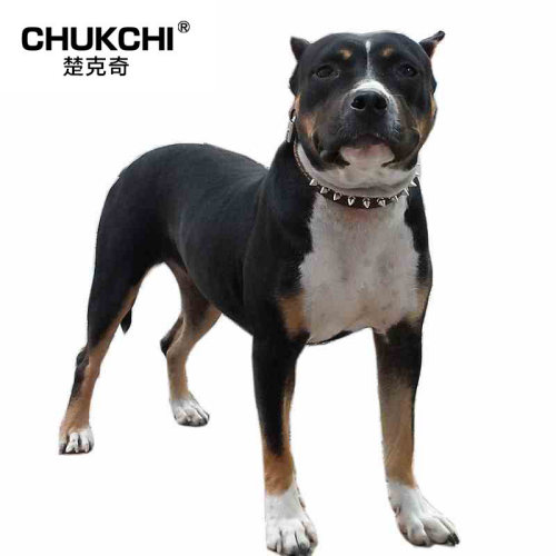CHUKCHI楚克奇中大型犬牛皮狗项圈小牛皮手感好宠物脖套防咬B032