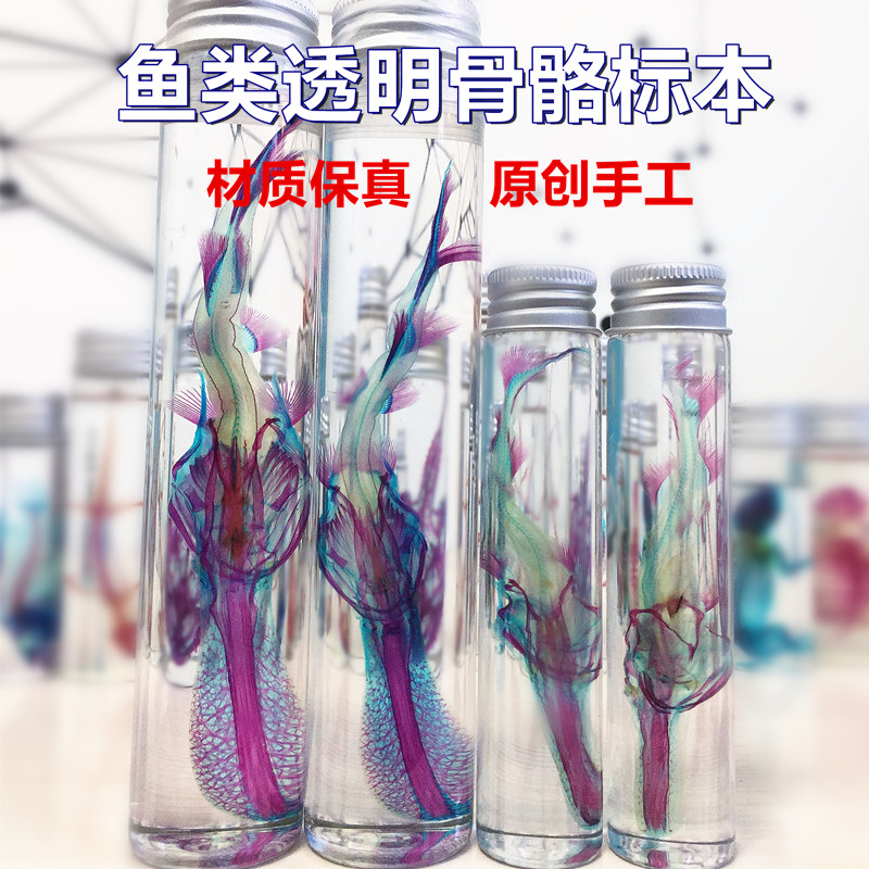 新款透明骨骼标本鸭嘴鱼双重染色鱼类摆件造型礼物收藏教学纯手工