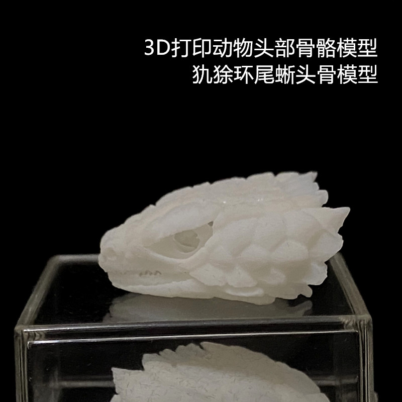 新款3d打印动物骨骼标本高精度模型光敏树脂摆件装饰礼物收藏定制