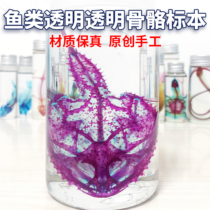 透明骨骼标本鱼类纯手工染色骨骼精品模型摆件装饰礼物收藏