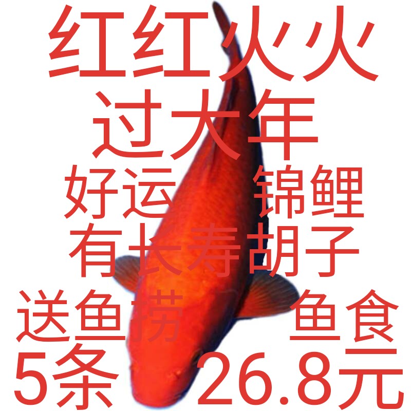 火鲤锦鲤活体小型淡水观赏鱼金鱼
