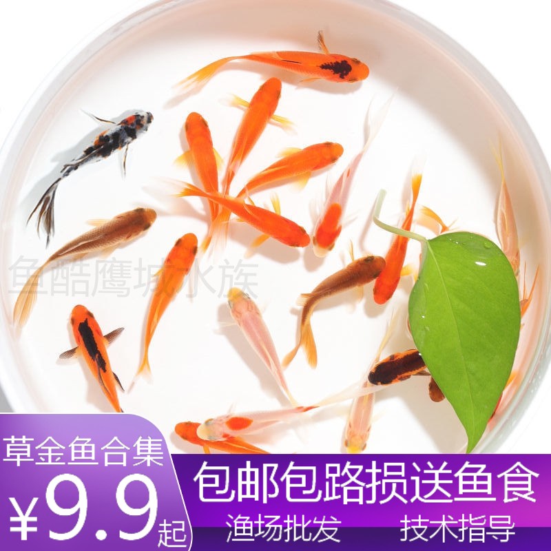 花草金鱼苗活冷水观赏鱼锦鲫小锦鲤小型鱼热带鱼淡水鱼招财风水鱼