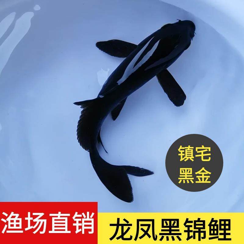 活体淡水金鱼蝴蝶鲤