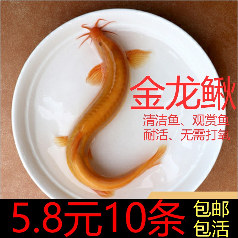 黄金泥鳅苗观赏鱼金鱼活鱼清道夫