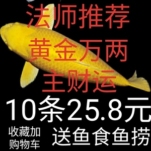 小型蝴蝶鲤淡水观赏鱼锦鲤鱼小鱼
