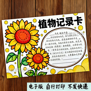 649-向日葵植物记录卡手抄报观察我的植物朋友名片模板电子线稿