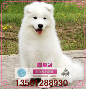萨摩耶幼犬出售活体宠物狗狗 魔法系白色无泪痕赛级双血统K5