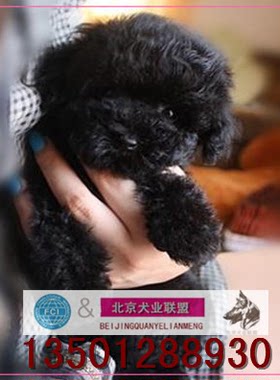 纯种黑色超小体玩具茶杯犬