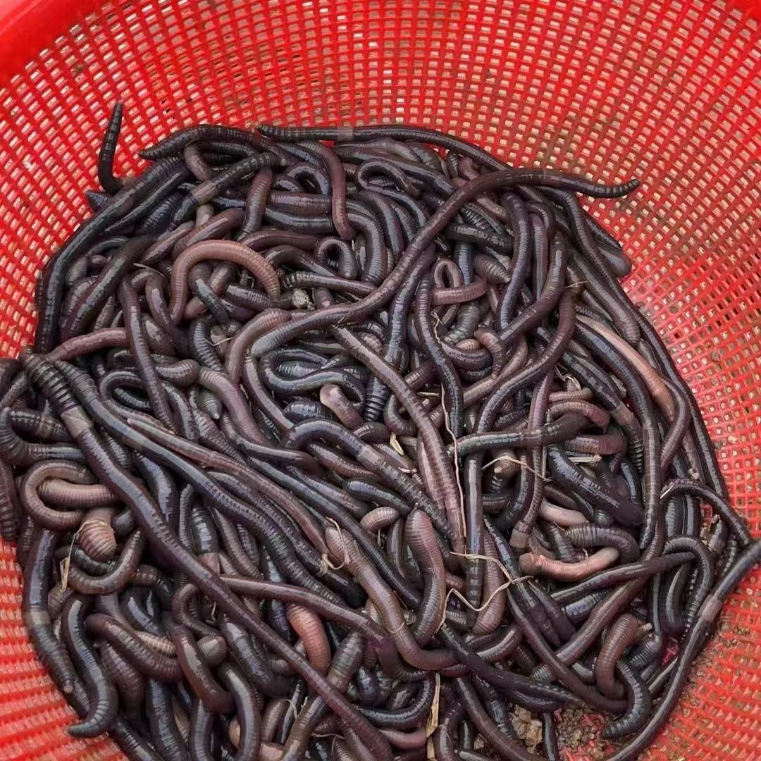 大号紫蚯蚓 特大号广地龙 活体大蚯蚓活饵特大青蚯蚓野钓 黄辣丁