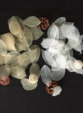 植物天然金刚学生老师创意菩提叶
