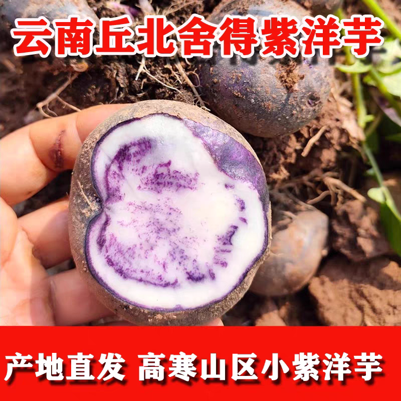 云南文山丘北高海拔高寒山区高原特产舍得紫洋芋小土豆马铃薯