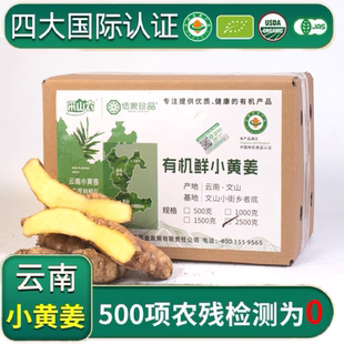 云南文山小黄姜有机新鲜生姜现挖成熟月子姜带土，水洗晒干水份发