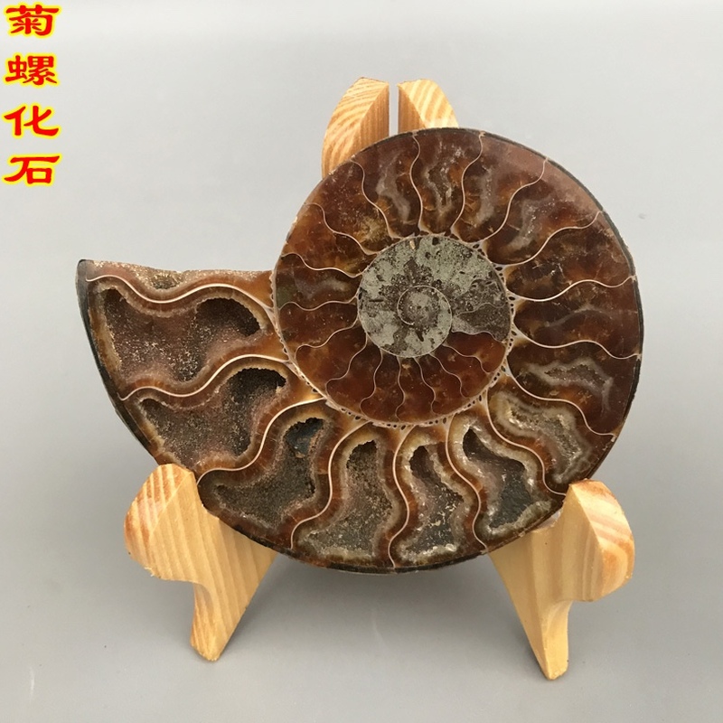 天然菊石原石菊螺化石摆件科普教学标本会所家居厅堂奇石观赏石