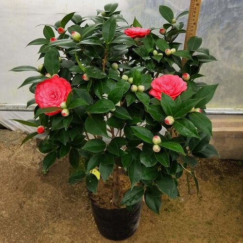 红山茶花价格 红山茶花图片 星期三