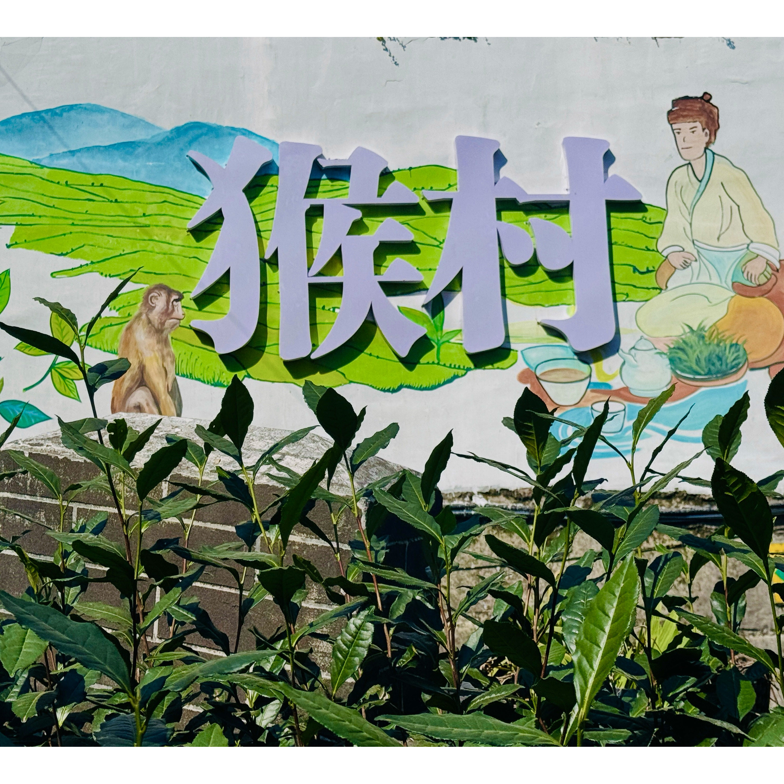 群体种土种猴坑村2026新茶上市开园头采狮形山手工太平猴魁绿茶