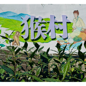 群体种土种猴坑村2026新茶上市开园头采狮形山手工太平猴魁绿茶