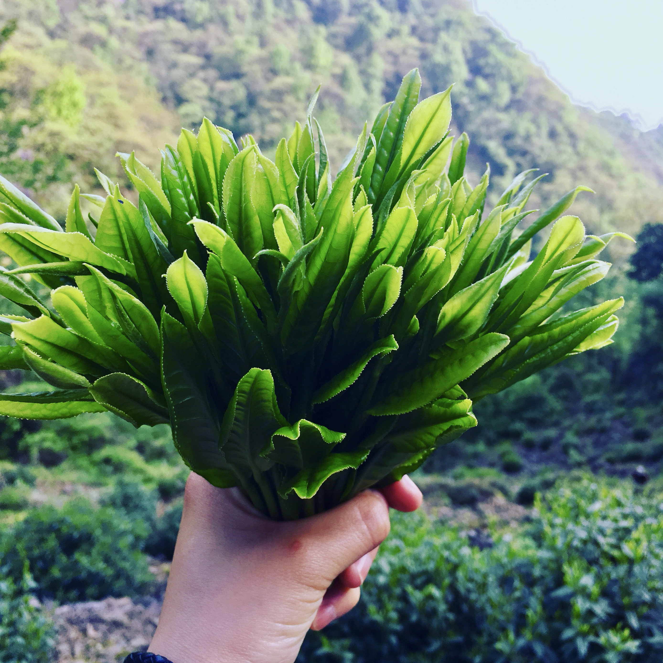 2026新茶上市太平猴魁茶叶手工捏尖绿茶猴坑村土种开园头采猴魁