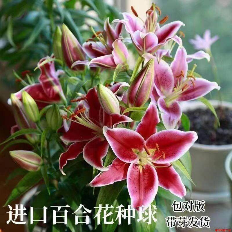 进口香水百合花种球带芽好养东北耐寒室外地栽阳台盆栽多年生花卉