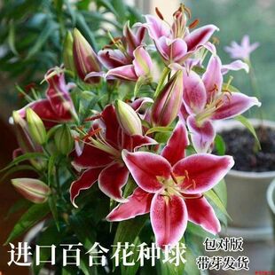 进口香水百合花种球带芽好养东北耐寒室外地栽阳台盆栽多年生花卉