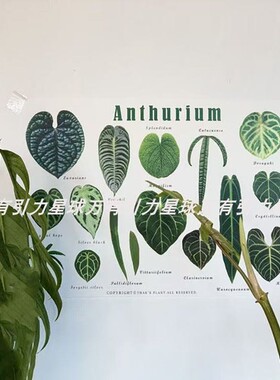ins风植物图海报装饰海报