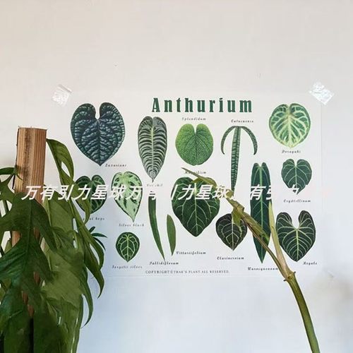 ins风植物图海报装饰海报