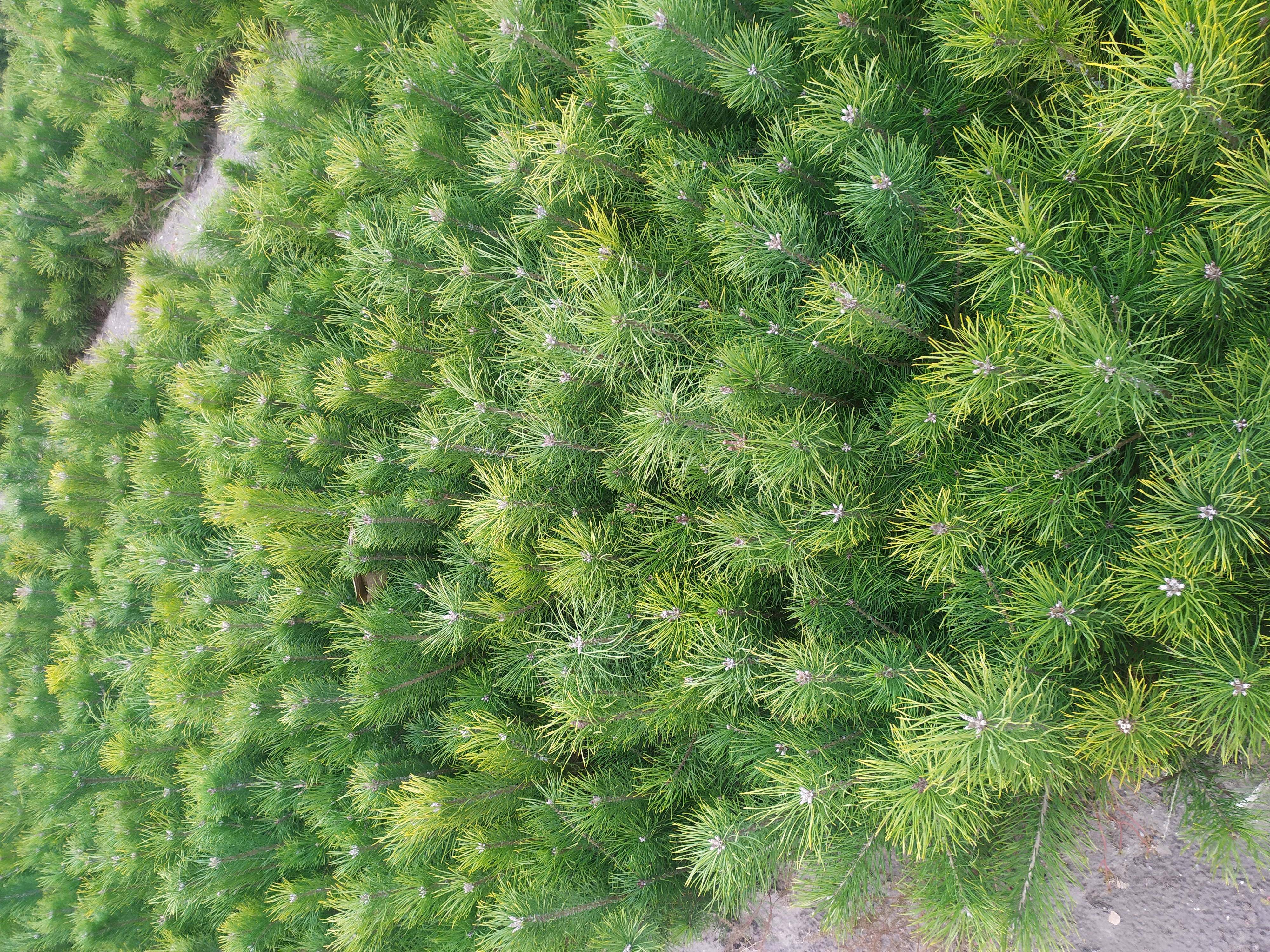 油松树苗高度30-40厘米裸根图片