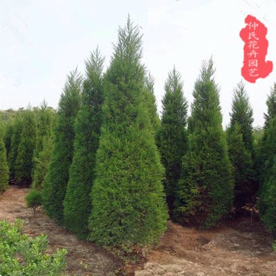 树苗墓地桧柏塔柏耐寒植物松柏