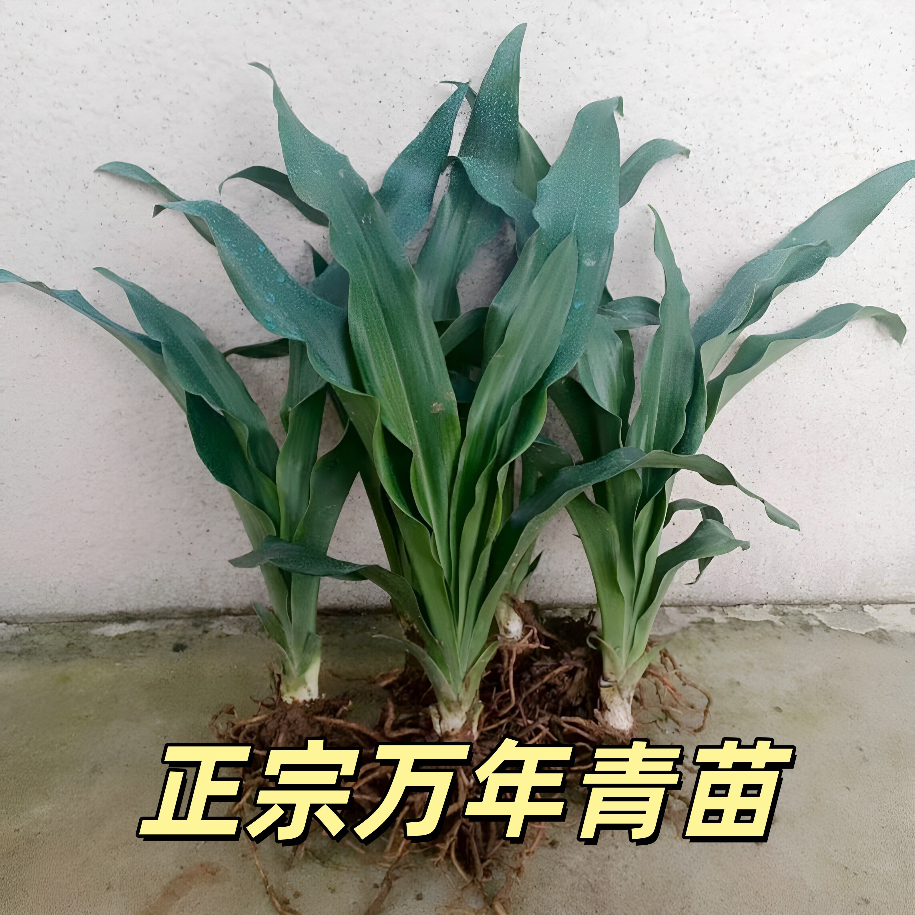 正宗万年青树苗四季常青