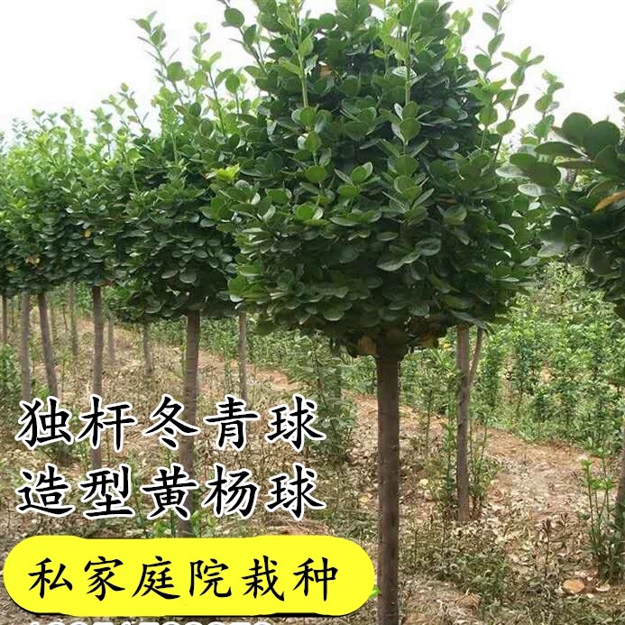 高桿北海道黃楊球獨(dú)桿造型冬青球冬青樹苗大葉黃楊棒棒糖造型植物