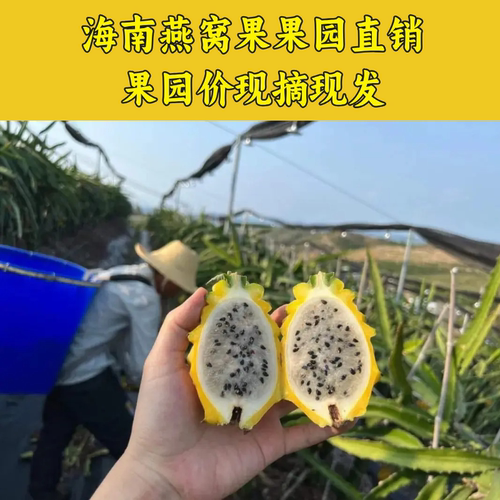 【顺丰包邮】海南燕窝果稀有当季新鲜孕妇水果1/5斤麒麟果