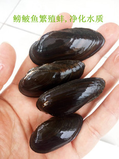 原生河蚌杜氏珠蚌小溪蚌观赏丽蚌三角蚌鳑鲏鱼繁殖用活化底砂包邮