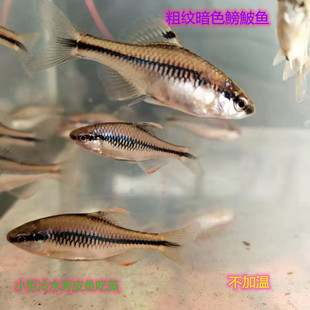 粗纹暗色鰟鲏齐氏鱊方氏鰟鮍冷水鱼旁皮鱼观赏鱼小型鱼