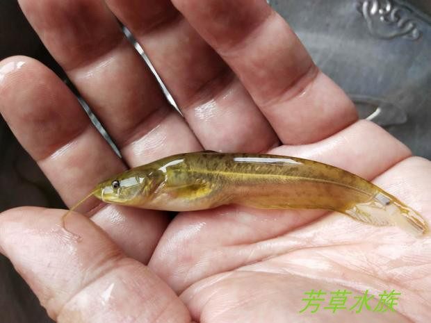 鲶鱼土鲶金鲶金鲶大口鲶原生冷水淡水观赏凶猛鱼风水招财鱼