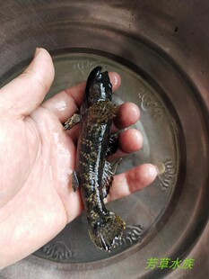 沙塘鳢呆子土布虎头鲨笋壳原生冷水观赏肉食性凶猛小型鱼