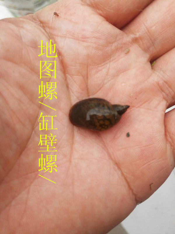 缸壁螺 除藻螺 冷水螺 观赏螺 草缸 除藻螺 清道夫 饲料螺活体