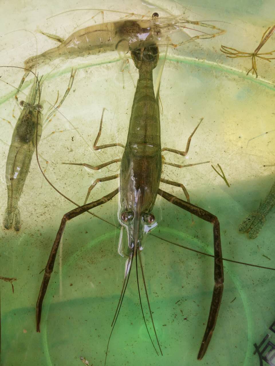 长臂虾大河清理除藻工具观赏画虾