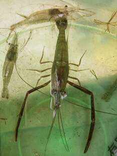 中华长臂虾鲜活观赏冷水淡水斗虾大河虾除藻工具虾大眼贼齐白石虾