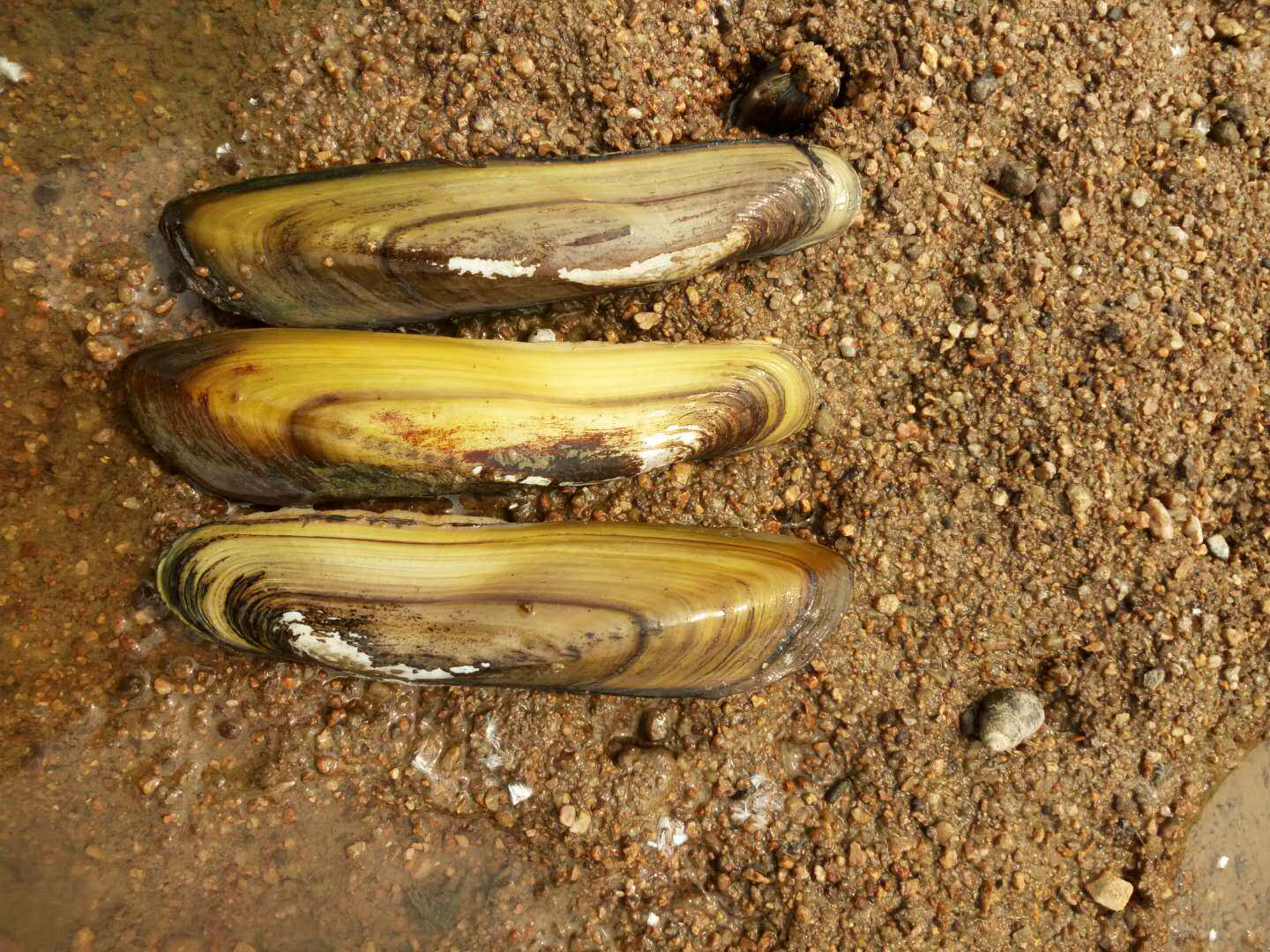 橄榄蛏蚌矛蚌冷水原生河蚌淡水蚌珍稀蚌净化水质活化底砂包邮