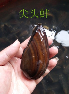 短楔尖头蚌活体原生观赏淡水贝壳除绿藻鰟鮍鱼繁殖净化水质